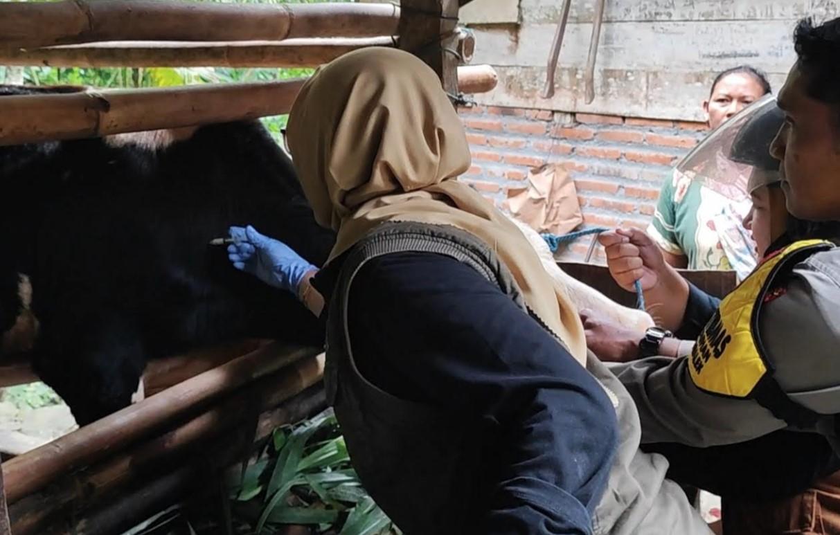 Vaksinasi-Penyakit-Mulut-dan-Kuku-PMK-pada-Sapi-di-Desa-Dawuhan-KecamatanKabupaten-Trenggalek.jpg