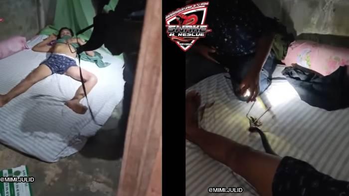 Pria Syok Ular Kobra Masuk ke Dalam Celana Pendeknya, Tak Berani Gerak sampai Tim Penyelamat Datang