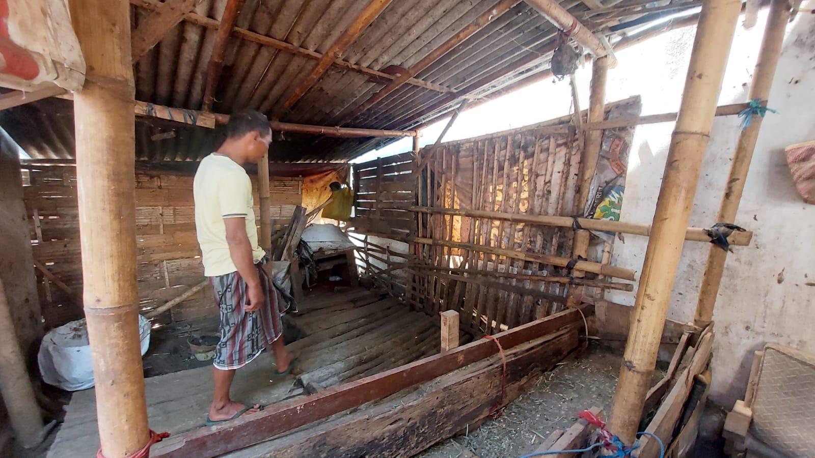 Warga Probolinggo Kehilangan 2 Ekor Sapi, Korban Sempat Liat Cahaya Senter pada Dinihari