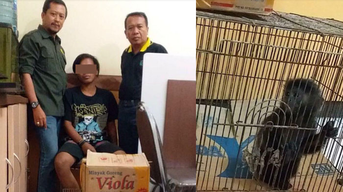 Bermodal Rp 100.000, Pria Asal Jember ini Jual Lutung Jawa Via Online dengan Harga Empat Kali Lipat