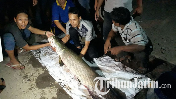 Banyaknya Penemuan Ikan Arapaima Gigas, DPRD Jatim Dorong Dinas Lingkungan Hidup Ikut Berburu