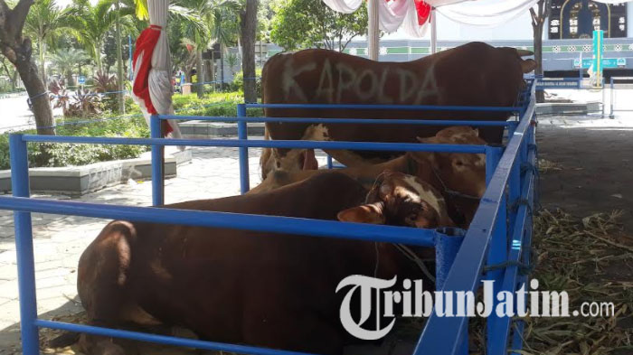 Sapi Kurban dari Kapolda Jawa Timur yang Ada di Masjid Al-Akbar Sangat Unik, Lihat Badannya!