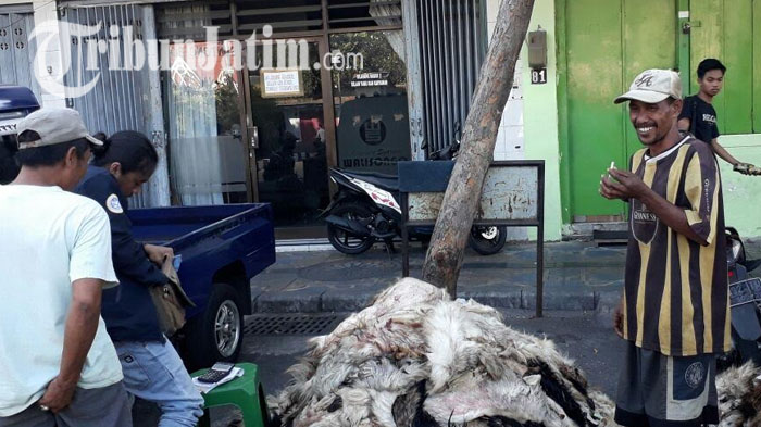 Kelangkaan Garam Akibatkan Jumlah Pengepul Kulit Ternak Berkurang? Kok Bisa?