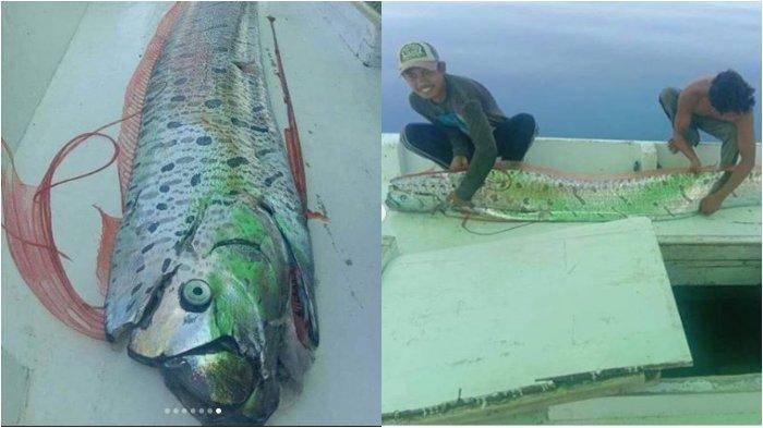 Penjelasan BMKG dan BRIN soal Viralnya Ikan Oarfish yang Diduga Tanda Bencana: Bisa Jadi Dinamika