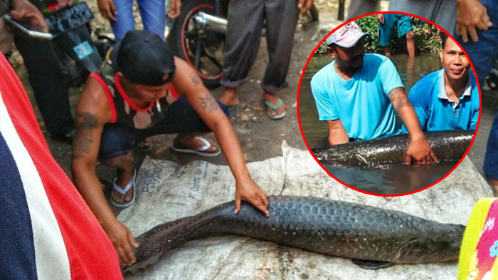 Belum Genap Sebulan, 3 Penemuan Ikan Arapaima Gigas Terjadi di Jawa Timur, Terbaru Ada di Surabaya