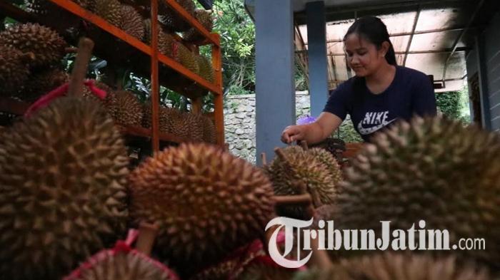 ilustrasi-DURIAN-wonosalam-Pedagang-menjajakan-durian.jpg