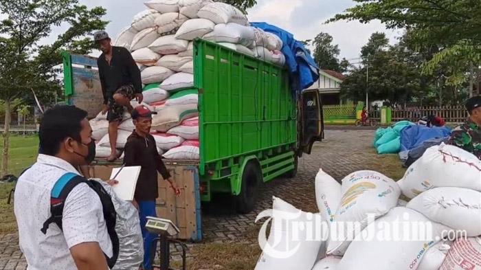 ilustrasi-Panen-padi-di-Desa-Karanganom-Trenggalek-Petani-senang-hasil-panennya-dibeli-bulog.jpg