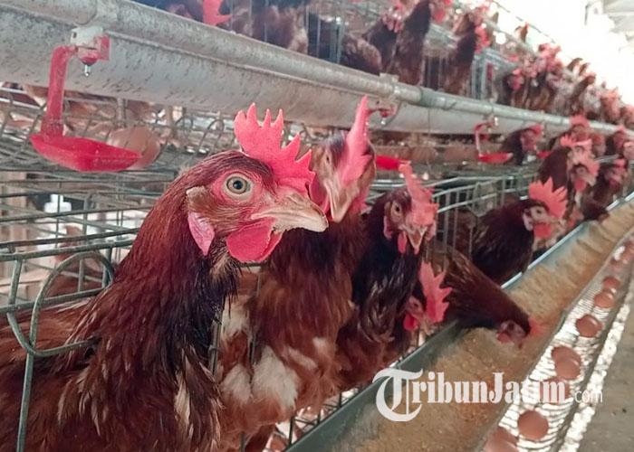 ilustrasi-ayam-ilustrasi-Peternakan-ayam-petelur-milik-Fatkurrohman-di-jombang.jpg