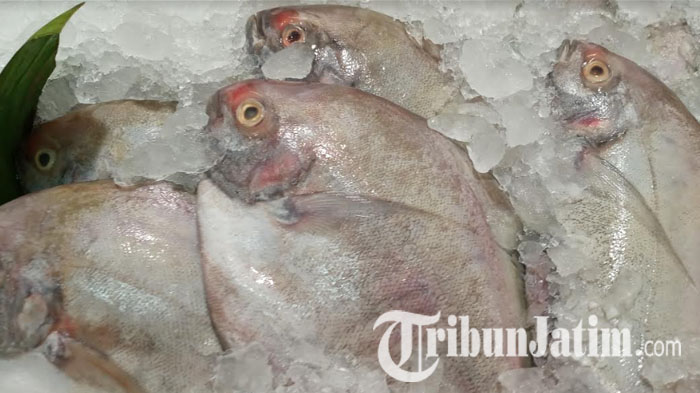 Cara Menyimpan Ikan di Kulkas Agar Tahan Lama dan Tetap Layak Konsumsi, Ikuti Tips ala Chef ini