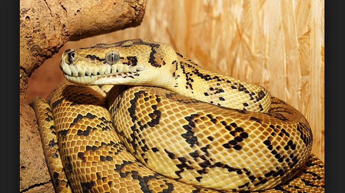 Ular Piton Mangsa Manusia, Begini Cara Menghindari Serangan Ular Piton Ala Pakar Hewan Reptil