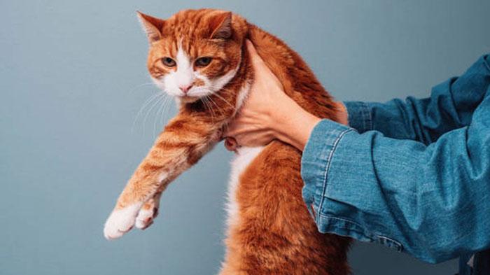 4 Bahaya Makan Daging Kucing, Fatal Sujadi Jual Daging Kucing Keliling Ngakunya Kambing Muda