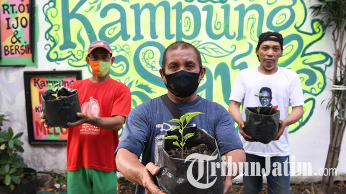 Intip Cara Warga Ngagel Rejo Penuhi Pangan saat Pandemi, Gagas Kampung Sayur, Tanam Tomat-Selada