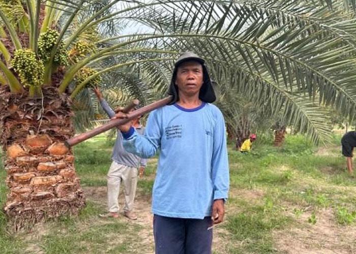 kisah-petani-kurma-dulu-diremehkan-gila-kini-panen-pujian.jpg