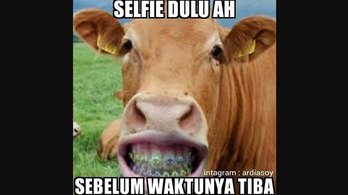meme-jelang-idul-adha-sapi-selfi_20170825_124557.jpg