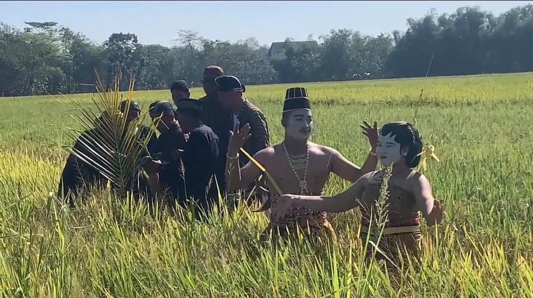 Tradisi Methik Padi Warga Desa Glinggang Ponorogo Jelang Panen Raya, Wujud Rasa Syukur