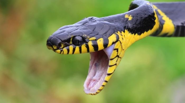 Beda Arti Mimpi Digigit Ular dalam Islam dan Primbon Jawa, Bisa Jadi Pertanda akan Mendapat Jodoh