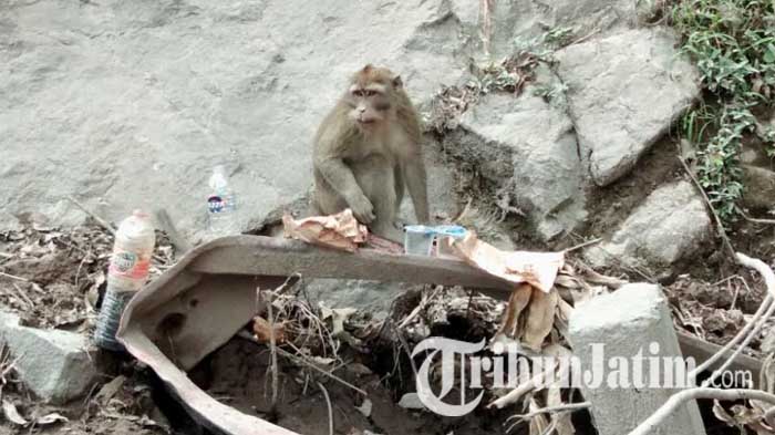 Pasca Erupsi Gunung Semeru, Sekelompok Monyet Turun ke Jalanan Lumajang Cari Makanan