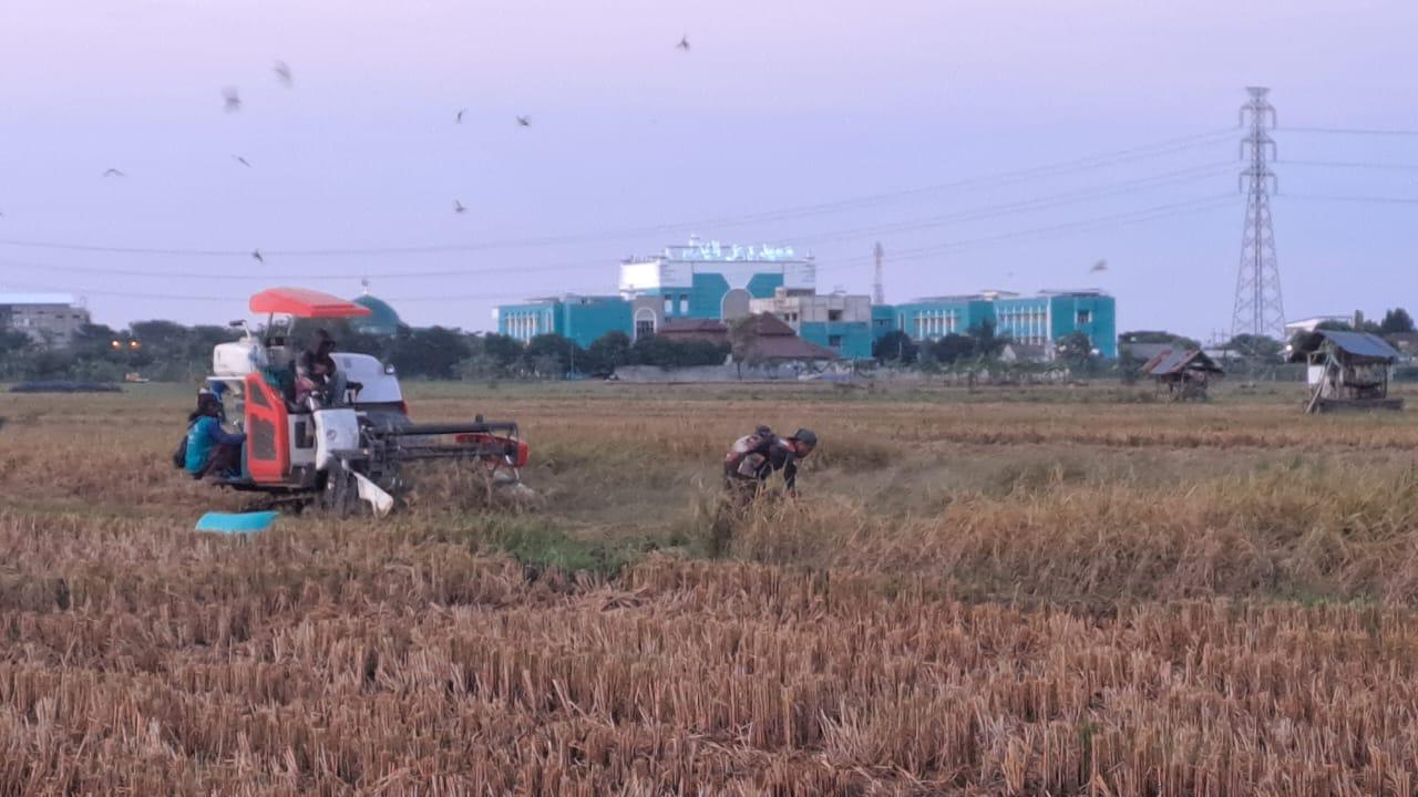 Panen Raya di Tuban Petani Justru Mengeluh, Harga Padi Masih Dibawah HPP, Untung Rp100 Perak per Kg