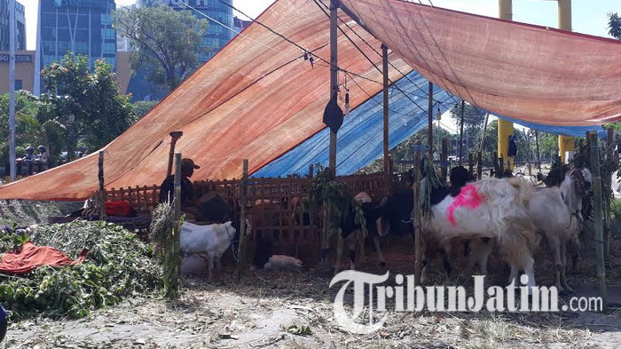 pedagang-hewan-kurban-di-kanan-jalan-frontage-road-jalan-ahmad-yani_20170828_163533.jpg