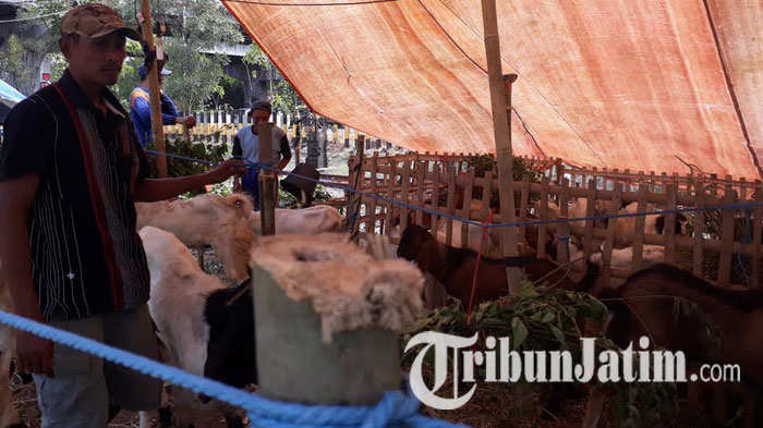 pedagang-hewan-kurban-kambing-di-pinggir-frontage-road-jalan-ahmad-yani_20170828_161015.jpg