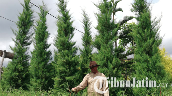 Jelang Natal 2018, Penjualan Pohon Cemara di Kota Batu Menurun Dibanding 2017, ini Curhatan Pedagang