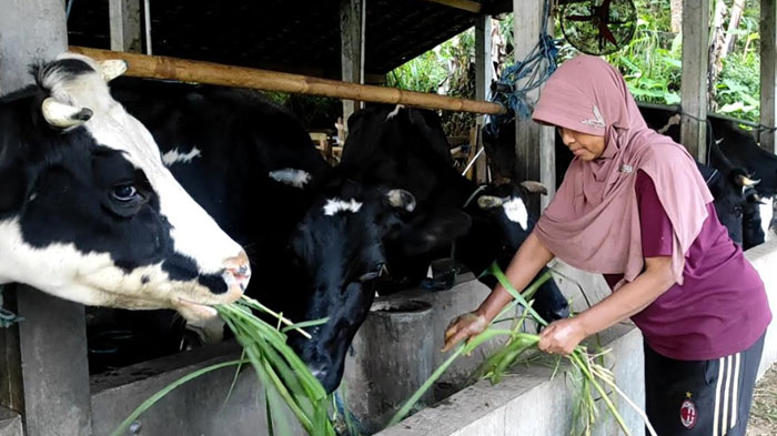 Pemkab Ponorogo Ajukan Pasokan Vaksin PMK untuk 6 Ribu Sapi, Dikonsentrasikan ke Kecamatan Pudak