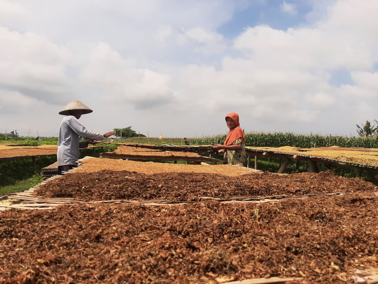Cuaca Ekstrem, Petani Tembakau di Lumajang Risau: Kalau Mendung Buru-buru Ambil Jemuran Tembakau