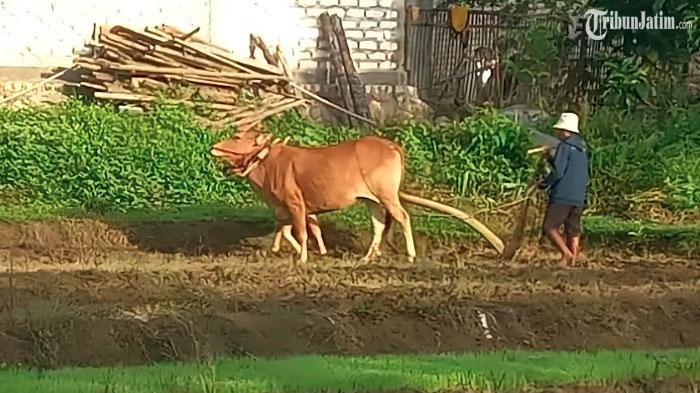 petani-sampang-madura-bajak-sawah-pakai-sapi.jpg