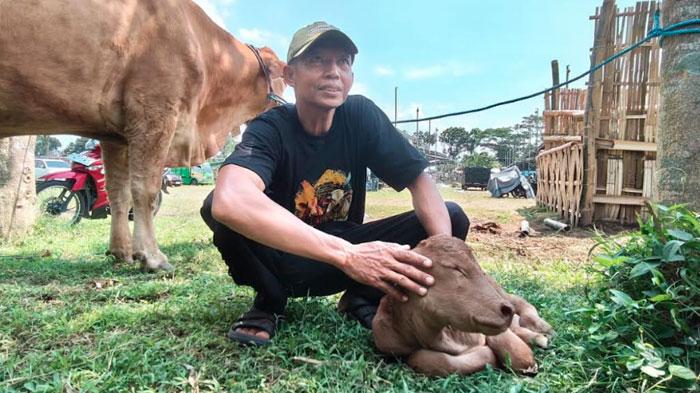 Peternak Masjuki Kaget Sapi Induknya Tiba-tiba Beranak Jelang Kontes, Berbuah Berkah di Kediri
