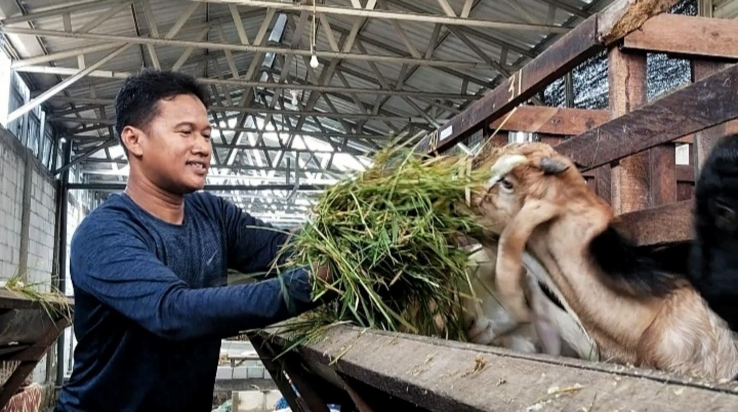 peternak-di-mojokerto-raup-berkah-jelang-idul-adha.jpg