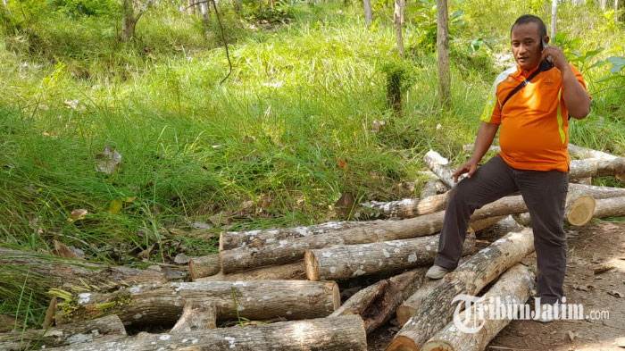 Pencuri Kayu di Blitar Kocar-kacir dengar Suara Motor, Dikira Polhut Ternyata Orang Berlatih Trail