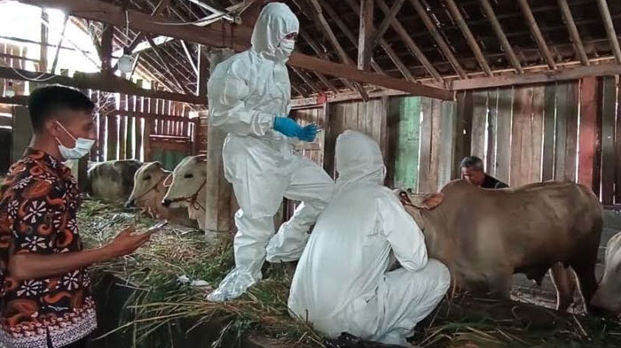 PMK Mewabah di Trenggalek, Ratusan Sapi Terpapar dalam Sepekan, Beberapa Mati dan Dipotong Paksa