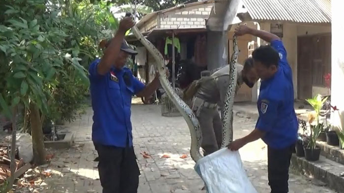 petugas-satpol-pp-dan-damkar-tuban-saat-mengevakuasi-ular-piton.jpg