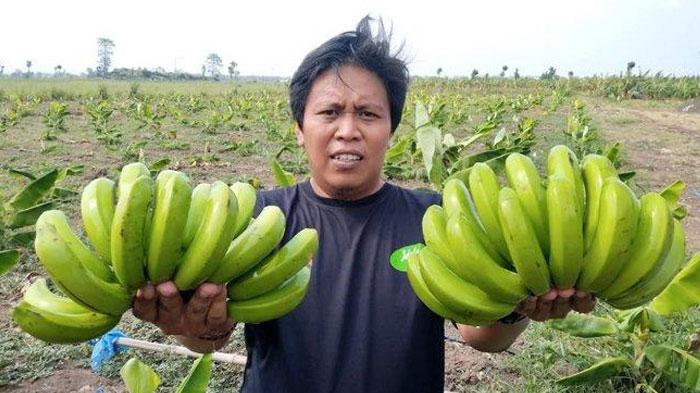 pisang-Cavendish-buat-bayar-PBB-Ponorogo.jpg