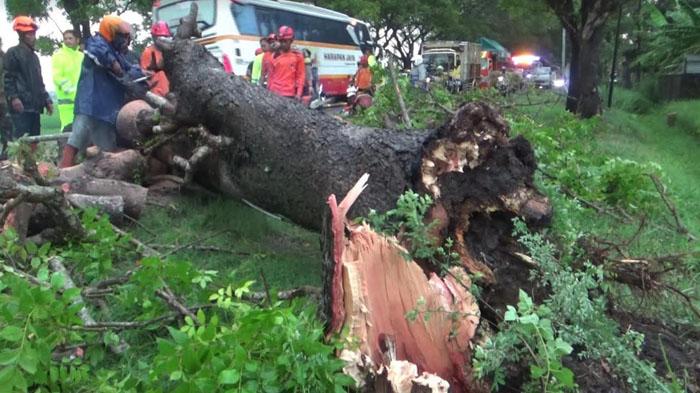 Pohon Besar Tumbang Dilanda Hujan dan Angin Kencang, Lalu Lintas Jalan Ngawi-Magetan Sempat Macet