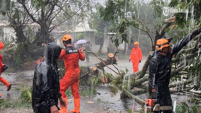 pohon-tumbang-di-kecamatan-tegalampel-bondowoso.jpg