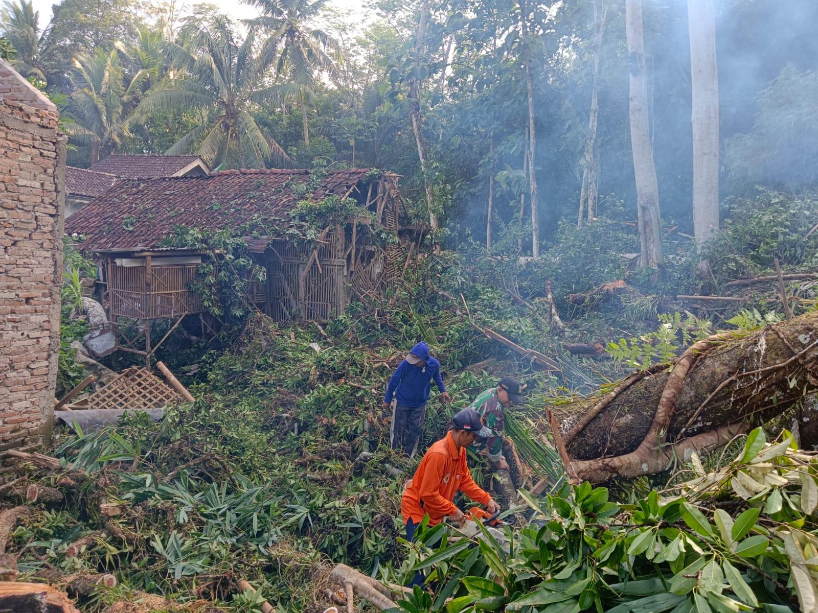 Hujan Deras Guyur Trenggalek Pohon Tumbang Timpa Dua Rumah di Senden, Suara Benturan Keras
