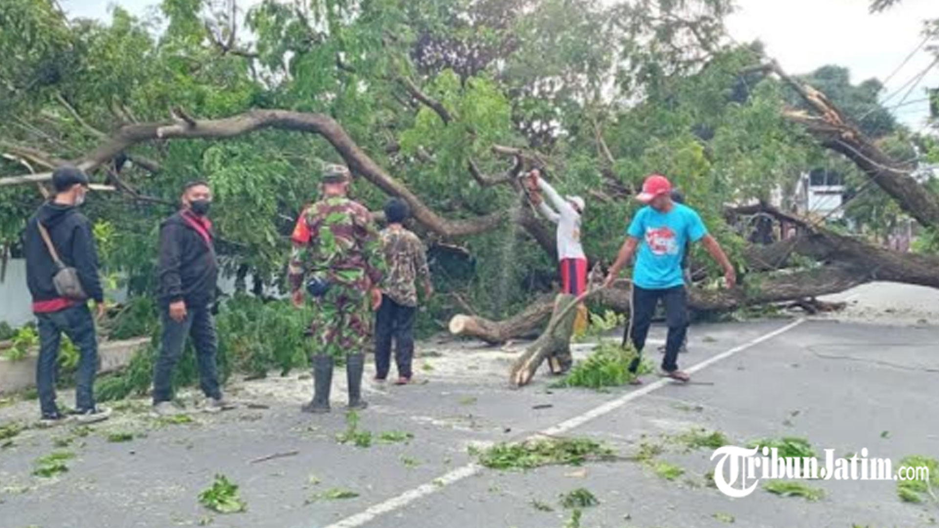 Pohon 20 Meter Roboh Timpa Teras Rumah Warga Kota Blitar, Sering Dilaporkan ke DLH: Sudah Tua