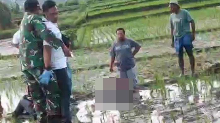 Nasib Naas Pria di Trenggalek, Niat Bantu Kakak Cari Benih Padi Berujung Tewas di Tengah Sawah
