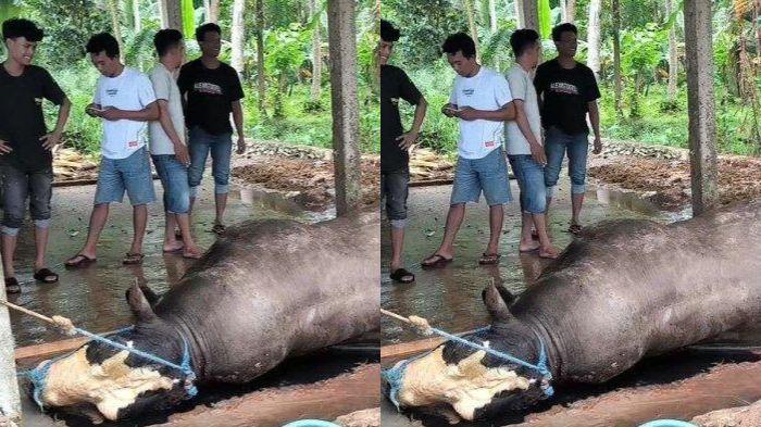 sapi-kurban-Prabowo-mati-mendadak-dibeli-seharga-Rp125-juta-untuk-Idul-Adha.jpg