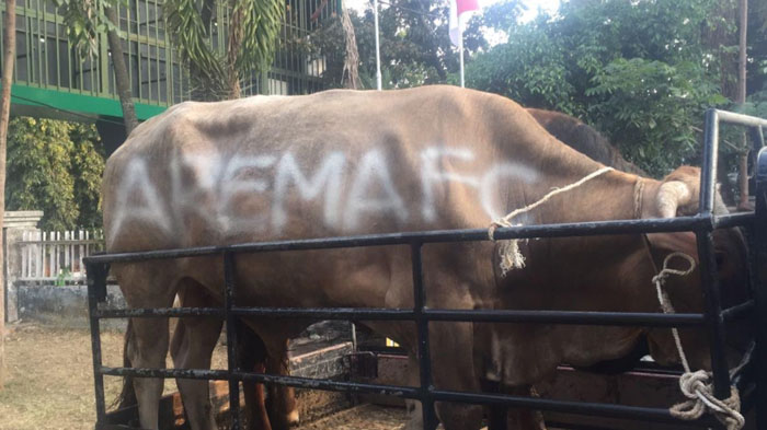 sapi-kurban-dari-arema-fc_20170901_112739.jpg