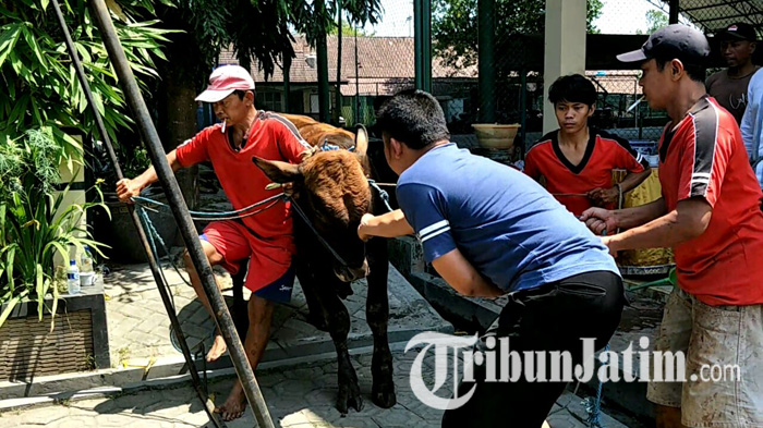 sapi-kurban-di-polres-kediri-mengamuk_20170901_140914.jpg