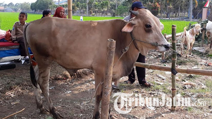 Tak Ingin Lewatkan Momen Idul Adha, Cristian Gonzales Ikut Berkurban, Jenis Sapi Ini yang Dipilih!