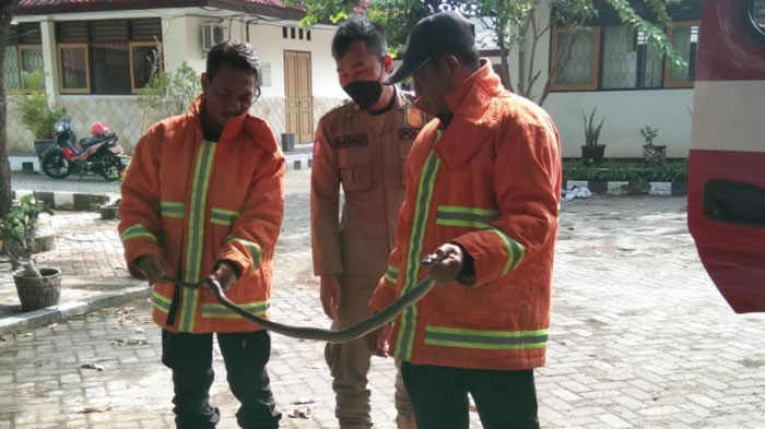 Geger Kantor Dukcapil Tuban Dimasuki Ular Berbisa, Pegawai Ketari-ketir Minta Bantuan