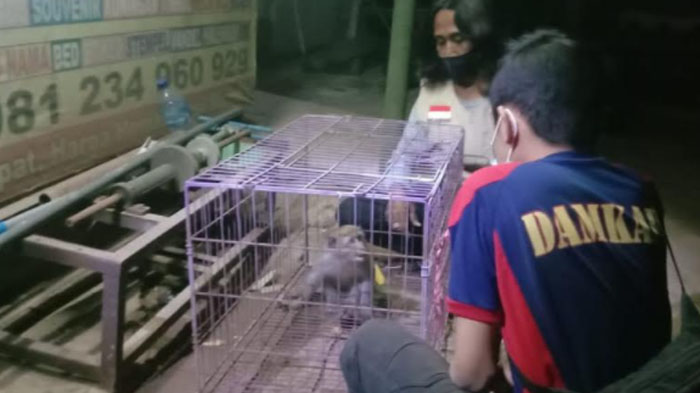 Sering Curi Anak Ayam dan Telur, Seekor Monyet di Ponorogo Diamankan Warga