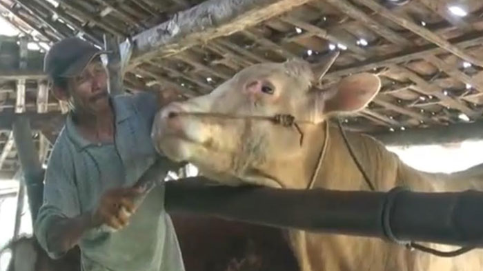 Peternak Sapi di Tuban Punya Jamu Racikan Khusus untuk Tangkal PMK, Berikut Bahan-bahannya