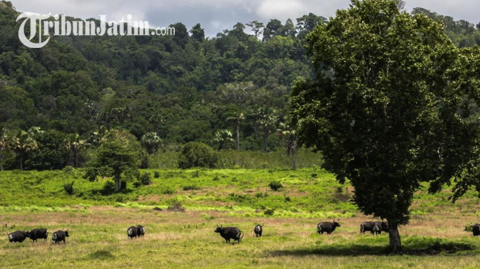 Lima Destinasi Wisata Hutan di Banyuwangi yang Wajib Dikunjungi, Ada De Djawatan hingga Alas Purwo