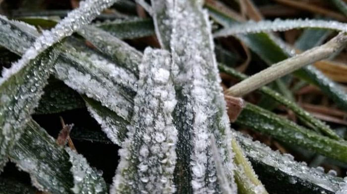 Beberapa Wilayah Indonesia Alami Suhu Terendah hingga Tanaman Diselimuti Es, Ternyata ini Sebabnya