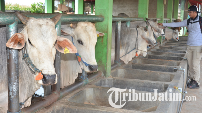 Heboh Isu Santet di Tulungagung, 8 Sapi dan 1 Kambing Mati Mendadak, Ada Potongan Besi di Perutnya