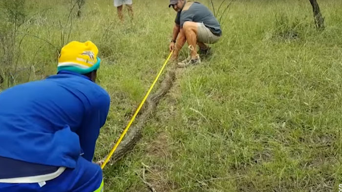 Apa yang Ditelan Ular Piton 4 Meter Lalu Dimuntahkan Kembali Ini Dijamin Bikin Kamu Kaget!